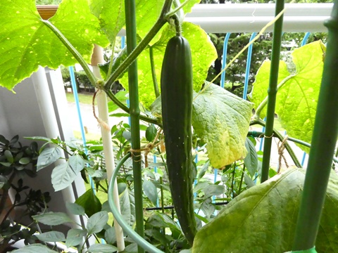 P1000853.JPG
