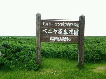 べニア.jpg