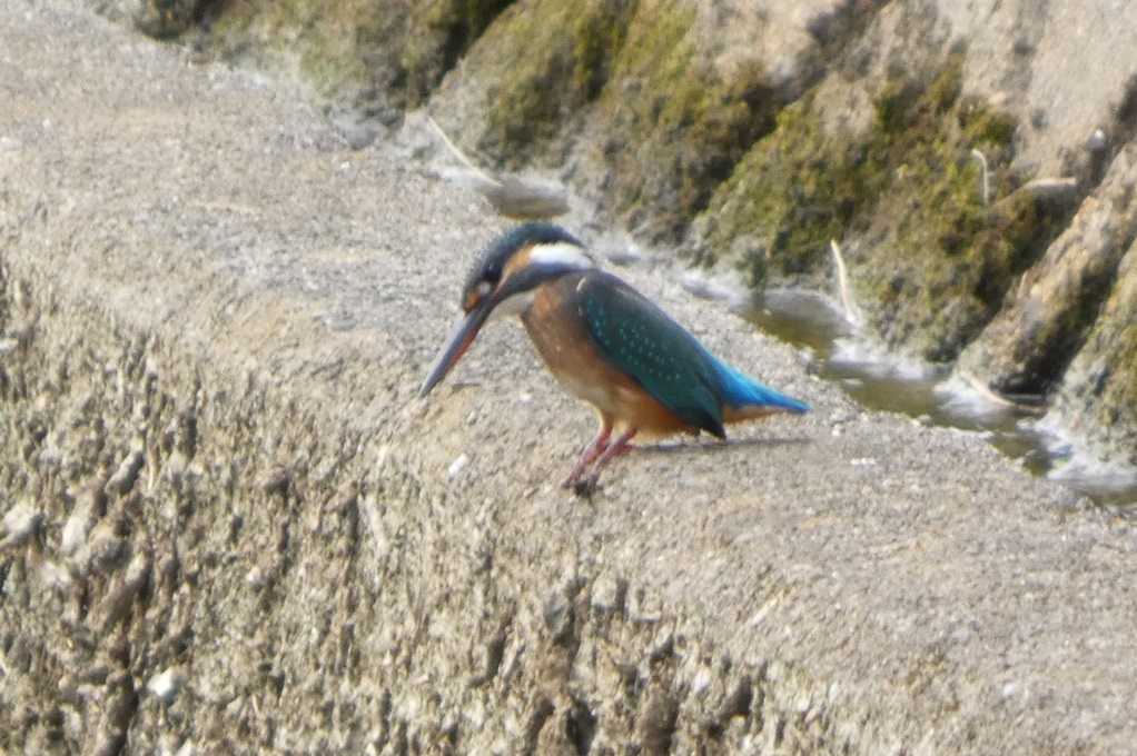 515