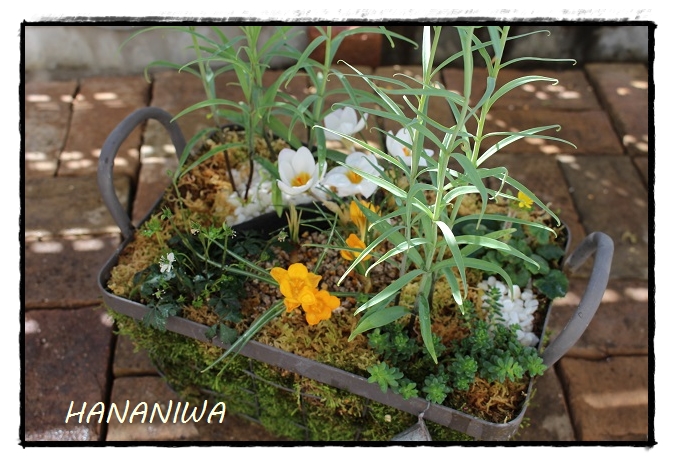 バイモユリ寄せ植え１４０３１１.JPG