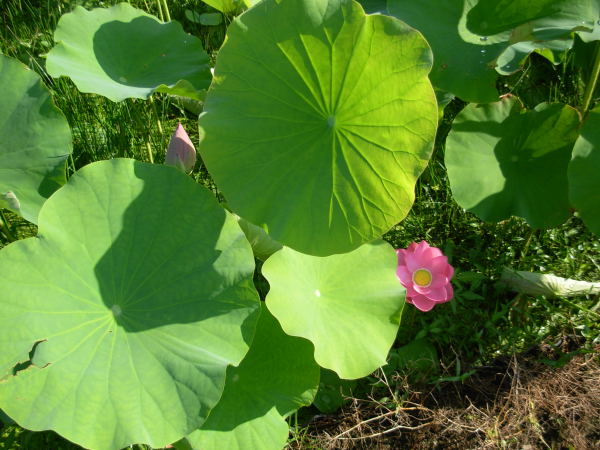 蓮の花