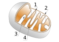 200px-Mitochondrie_svg.png