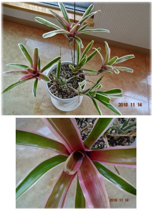 ネオレゲリア ファイアボールの育て方 公園の紅葉 小さな花宇宙 そして それから 老いふたりの小宇宙 楽天ブログ