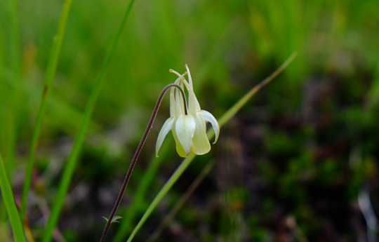 2015 08 キバナノヤマオダマキ10_0273.jpg