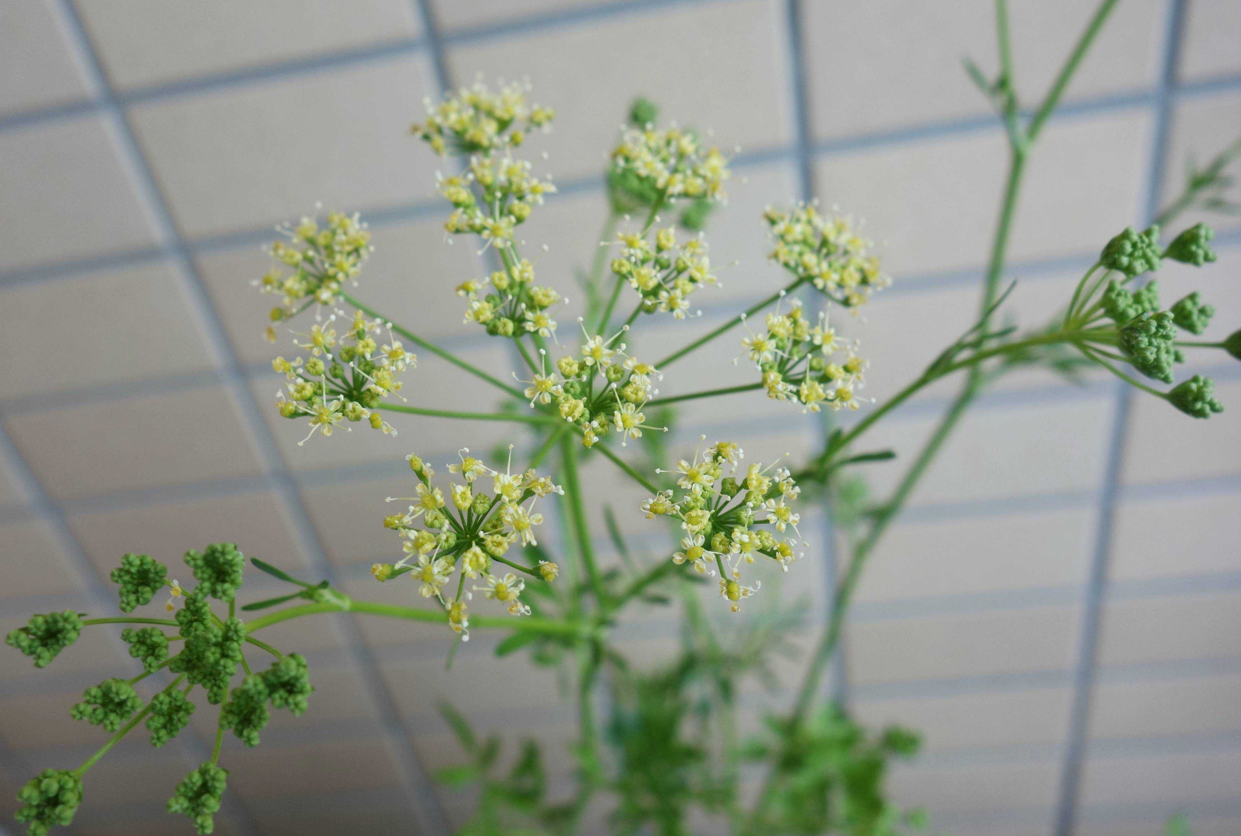 ハーブ 植物 きのう何食べた Memorandum Diary 楽天ブログ