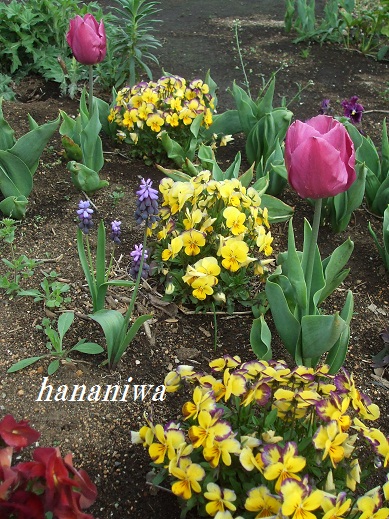 2012_0419トレッサ用寄せ植えとクレマチスの講座とカ0027.JPG
