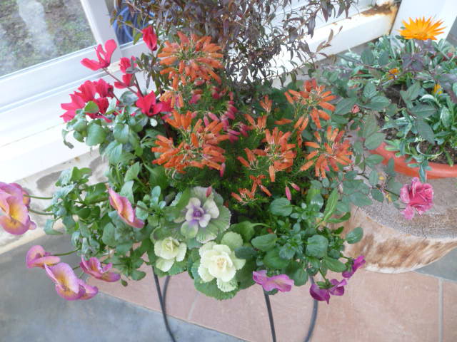 625 寄せ植え