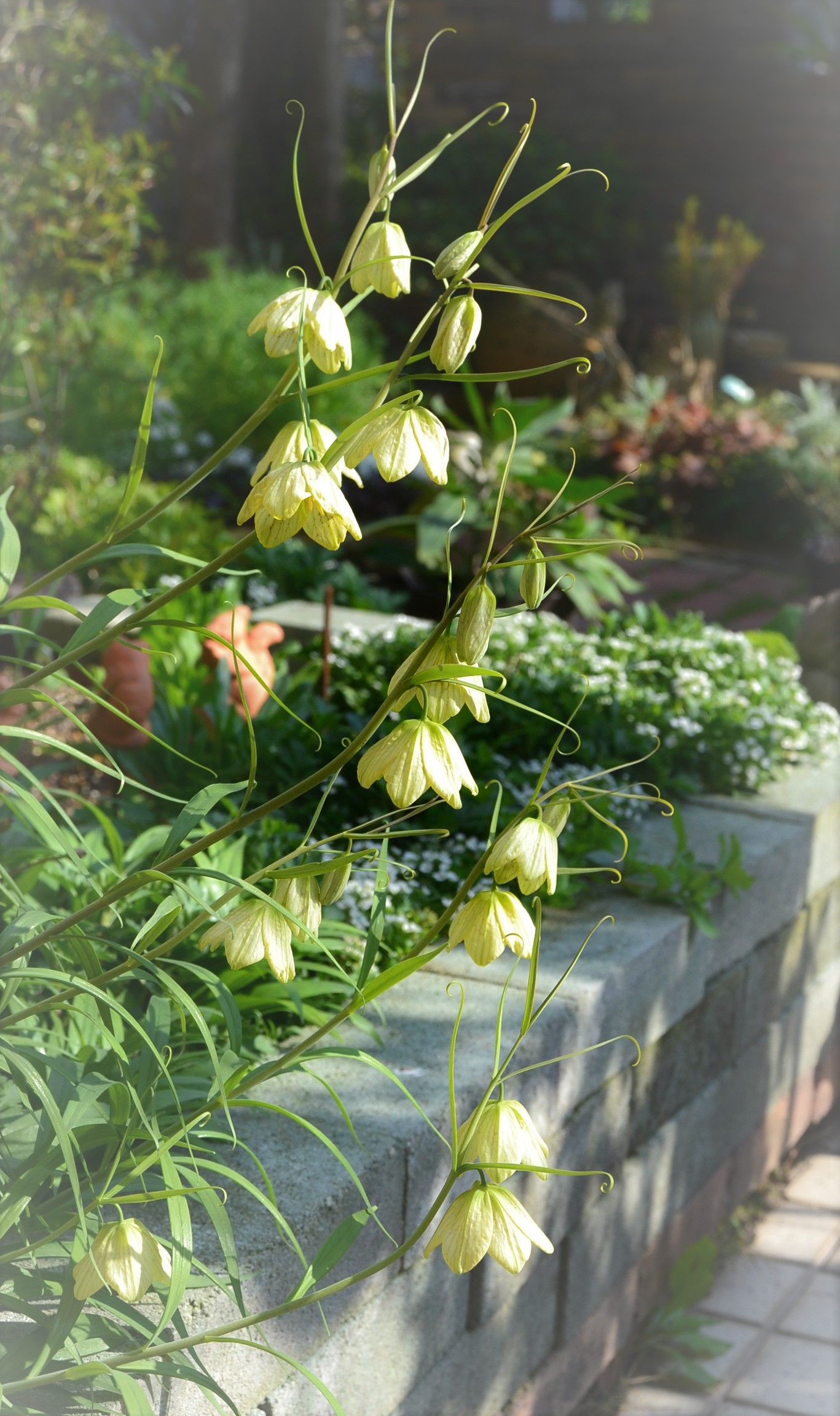 ガーデニングは地味な作業の積み重ね ようこそブルーガーデンへ 楽天ブログ