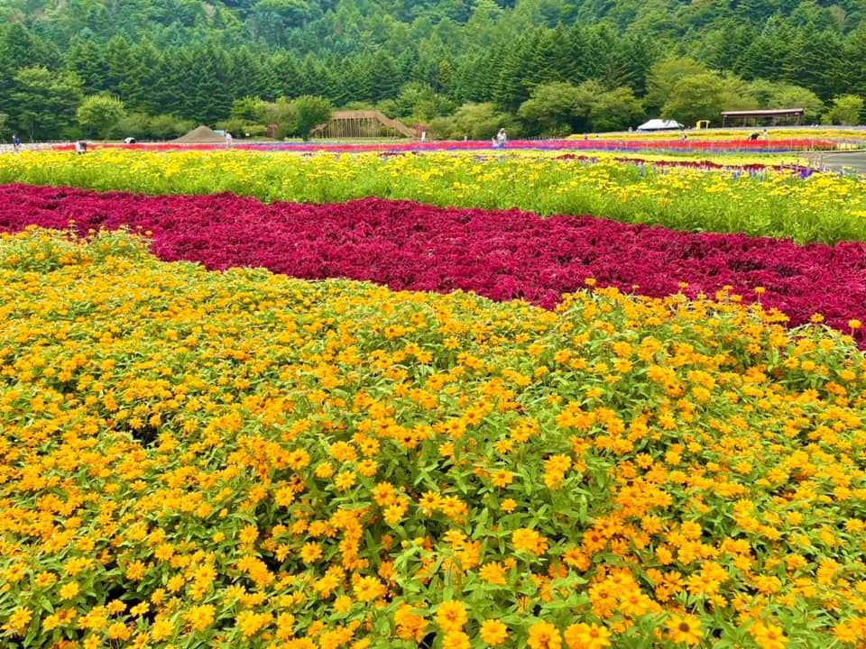 富士本栖湖リゾートの「虹の花まつり」 | 醍醐山と下部（しもべ）温泉 - 楽天ブログ