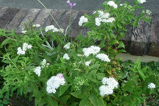 P1050595ss.jpg
