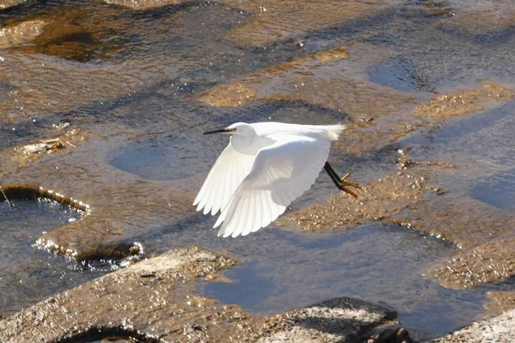 515