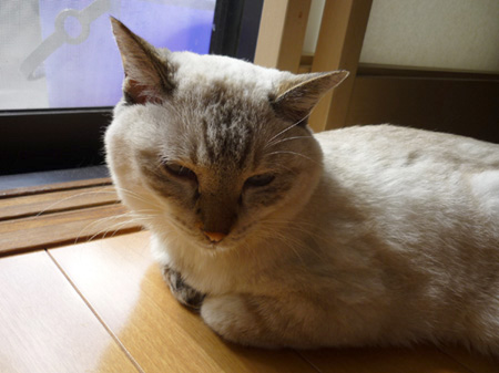 瞑想なう