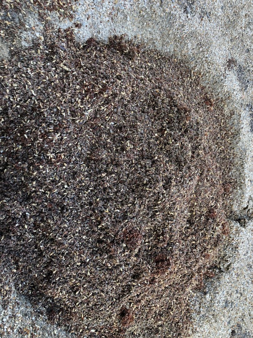 ブルーベリー地植え用の土づくり ラビットアイ系 ブルーベリー栽培記録 楽天ブログ