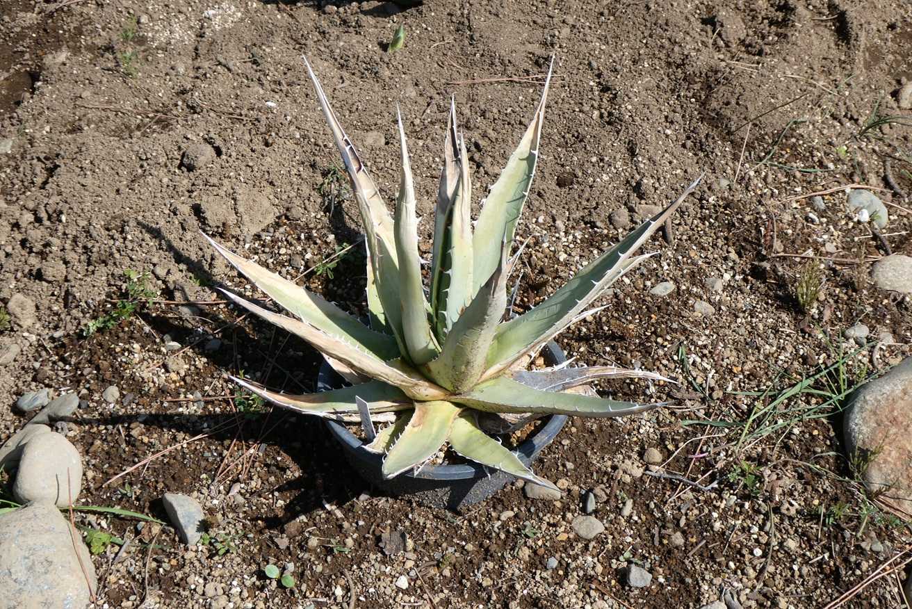 アガベ・パープソラム～植え付けと地植え越冬苗の様子 | 小平太1098の