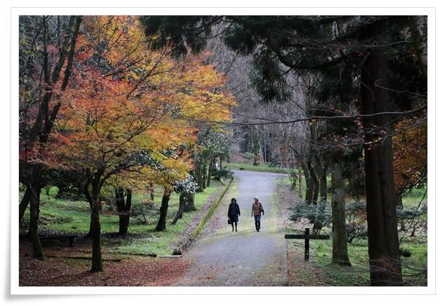 樹木公園-19 15.12.2