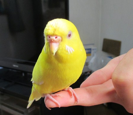 ピー