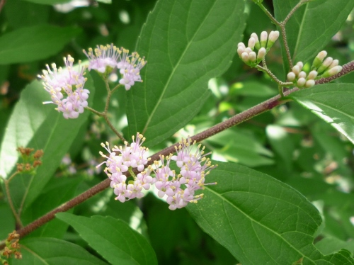 P1150391 (500x374).jpg