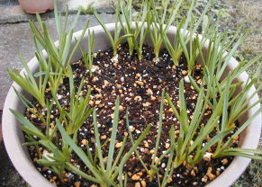 ムスカリの新芽