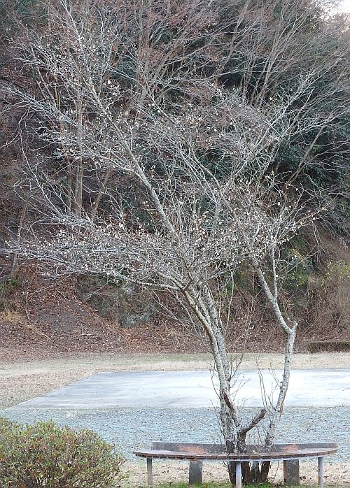 今日のサクラ 1月5日 二代目館長日記 楽天ブログ