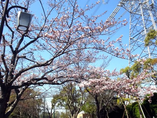 前立腺癌検査 セーフでした The Cabin Of Uncle Elvis 楽天ブログ