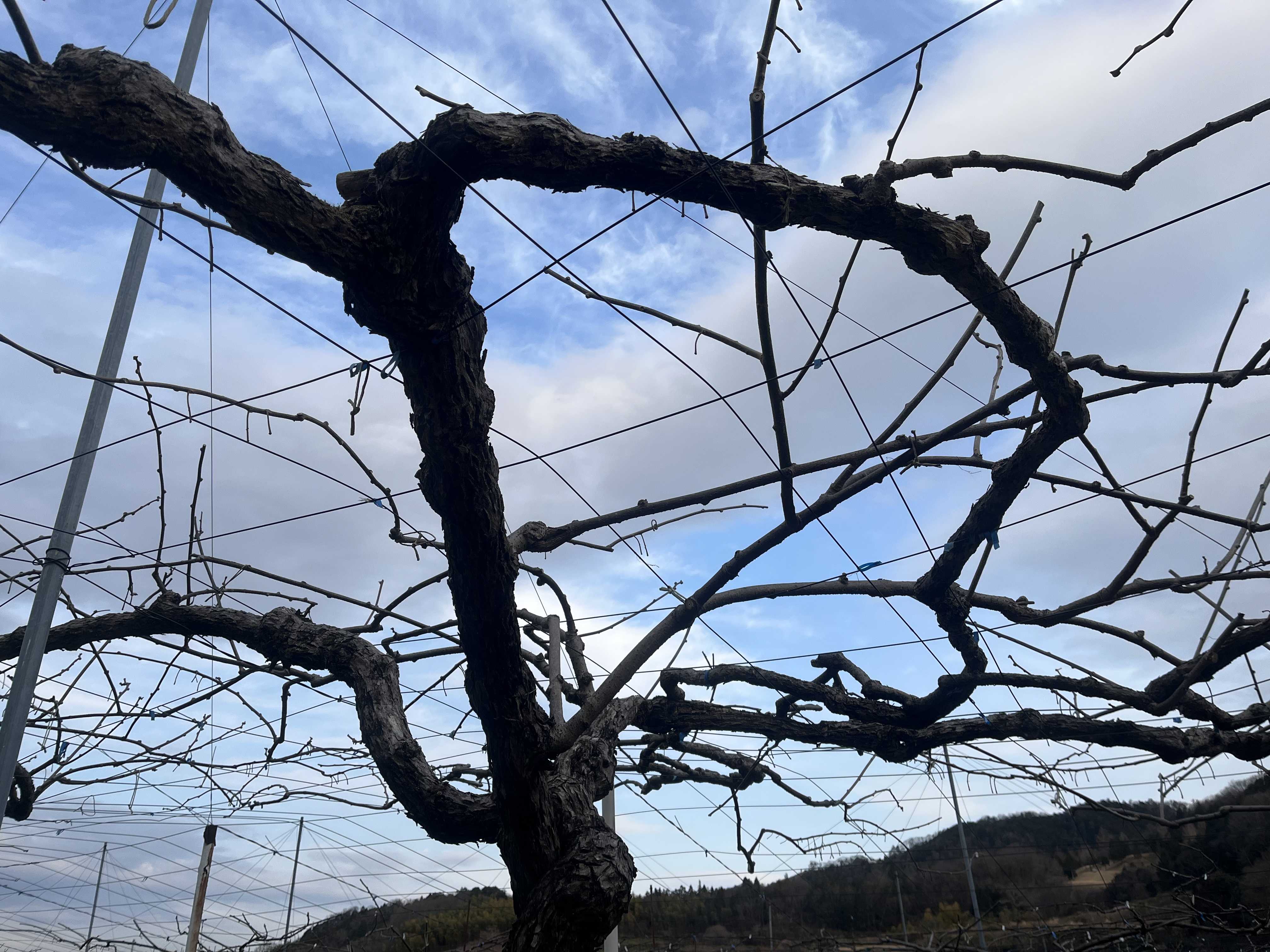 23年2月3日 キウイフルーツ剪定 グリーンインフェルノ 猟師レスラーfumaのブログ 楽天ブログ