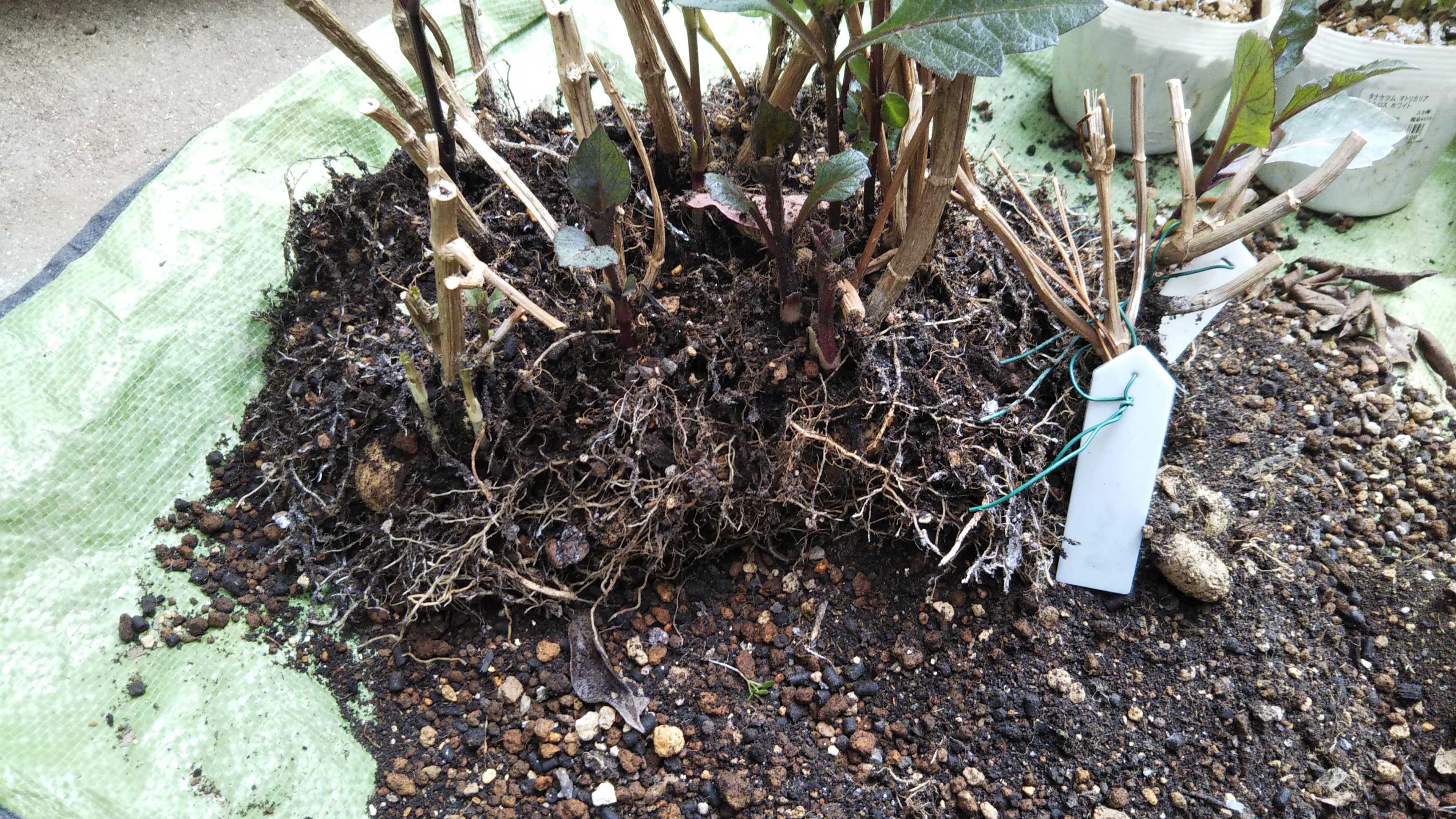 ダリアの球根とバラの挿し木の植え替え シェードガーデンと猫 楽天ブログ