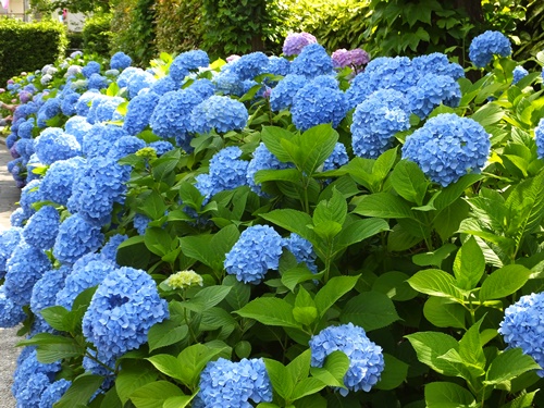 遊歩道の紫陽花