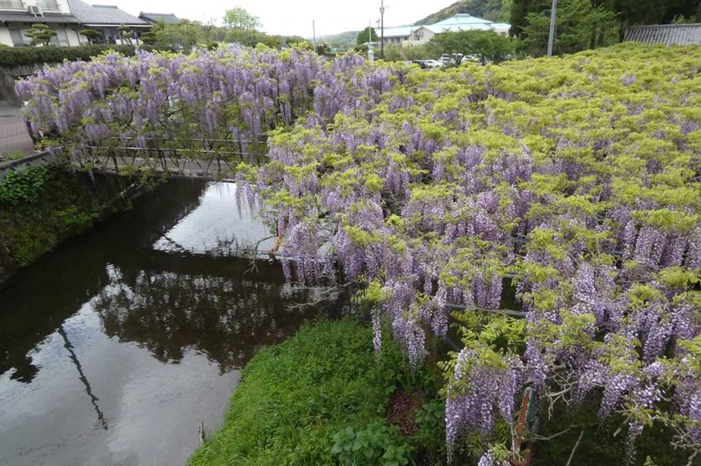 515