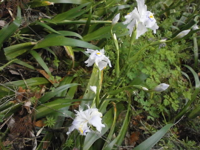P4110882.JPG