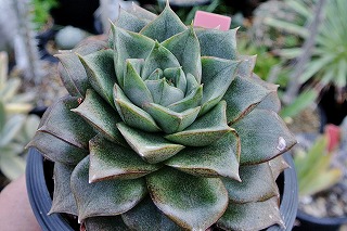 DSC_4094.jpg