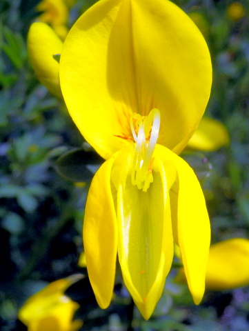 エニシダの花