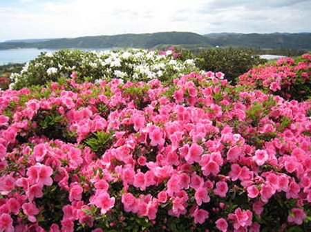 リュウキュウツツジ