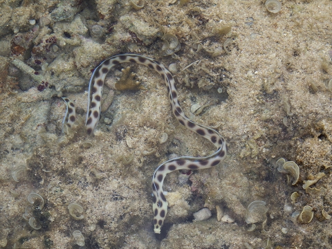 沖縄磯採集2017年5月下旬17　モヨウモンガラドオシ（Myrichthys maculosus）