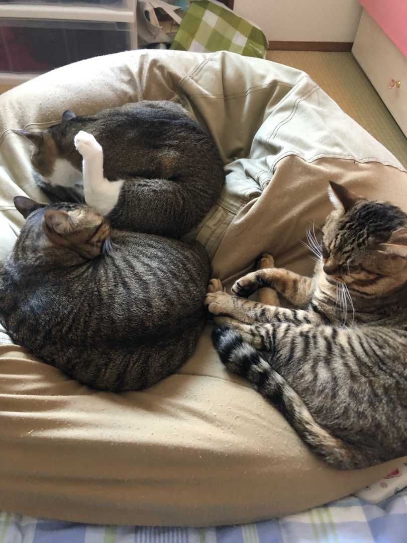 佐川さんが 猫と暮らして 楽天ブログ