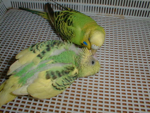 PIC00004.JPG