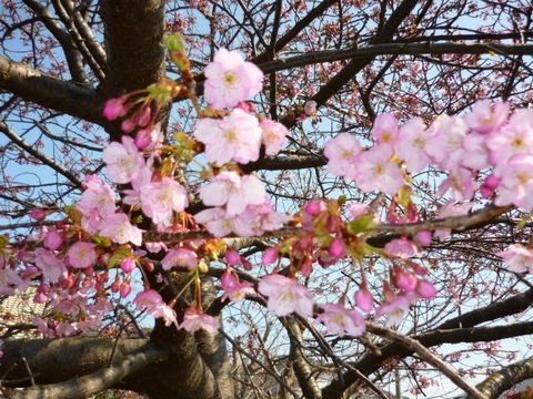 河津桜.JPG