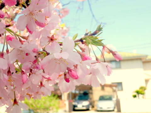 思川桜