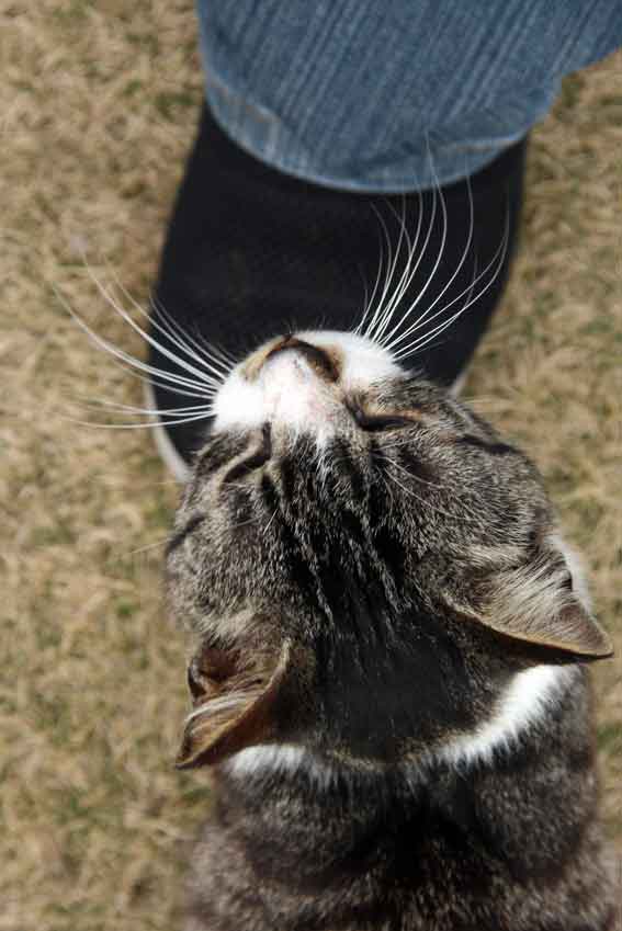 我が家のニャンコ♪2013/3/29-3