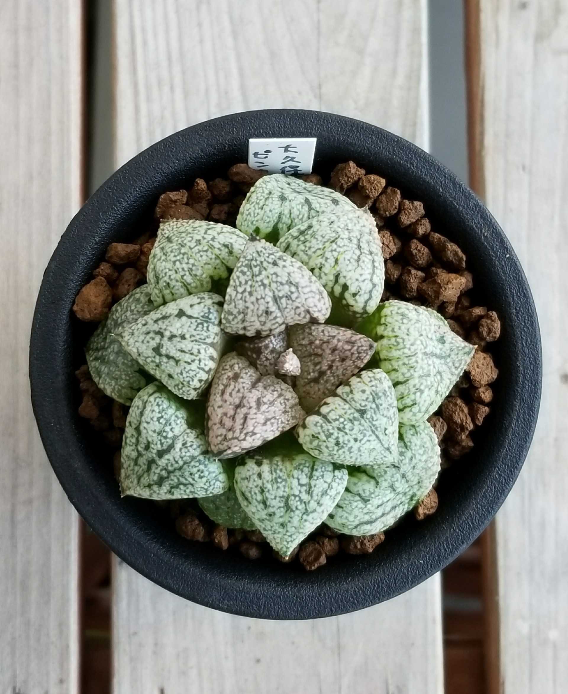 ハオルチアを植え替える デルオの多肉日記 楽天ブログ