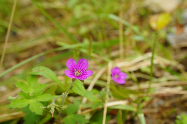 9_13sf07837 - コピー.jpg