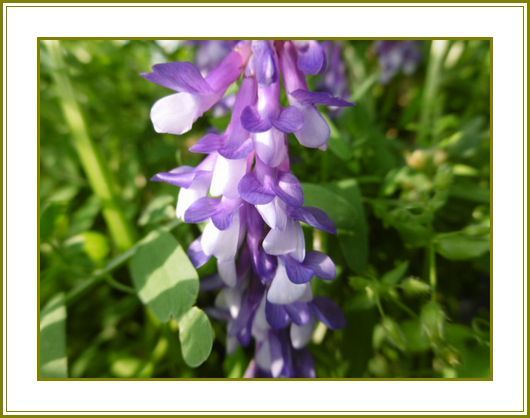 ４月26日 草藤の花立ち上り風光る 花の歳時記 天南星の魅力 山野草 楽天ブログ