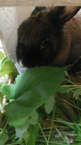 桑の葉とうさぎさん 色々な工夫で草食系小動物たちとの暮らしを楽しむ 楽天ブログ