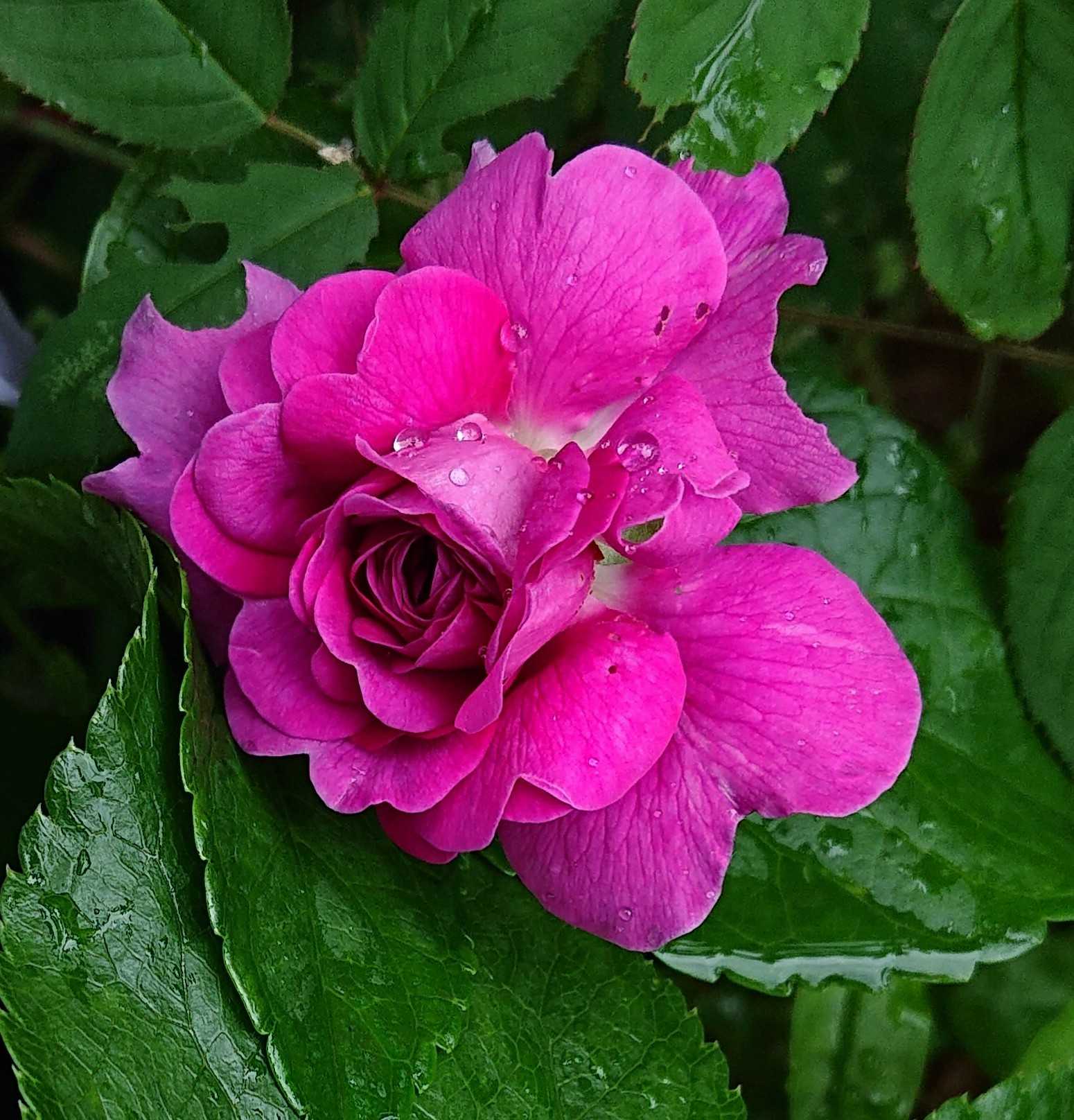 晶様確認用 強芳香の薔薇 オールドローズ バリエガータディボローニャ