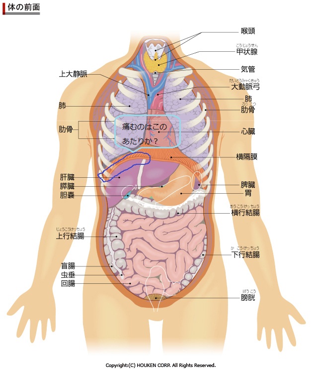 1318最下端肋骨付近の痛み 楽しく生きよう 横行結腸癌多発性肝転移ステージiv 楽天ブログ