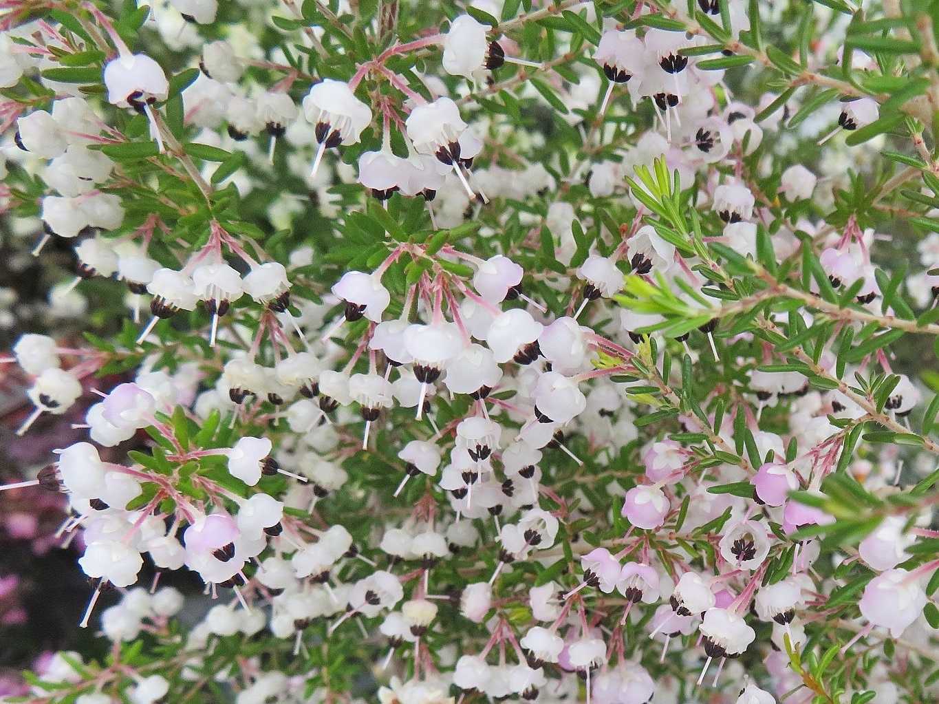 愛変わらず ジャノメエリカ スズランエリカ だい のひとりごと 楽天ブログ