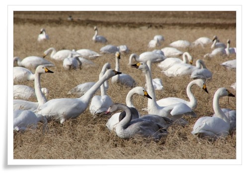 才田・ハクチョウ-11 14.12.23