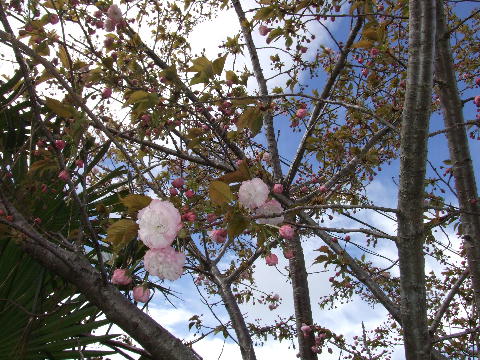 桜1.JPG