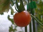 2013年２月９日キャロル７