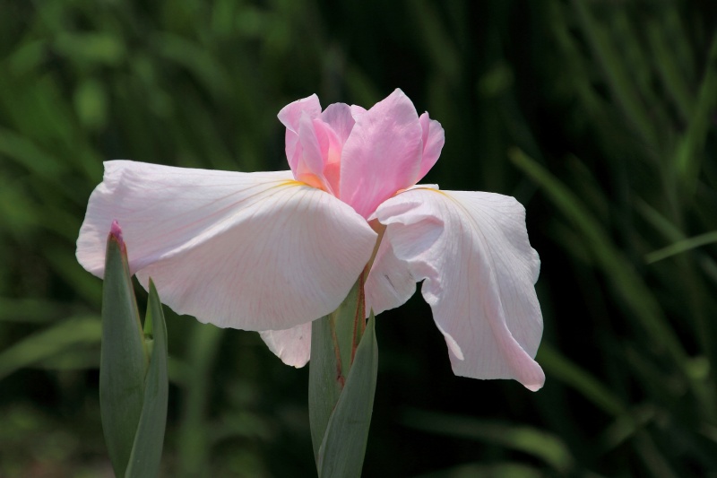 花菖蒲色々_13.jpg