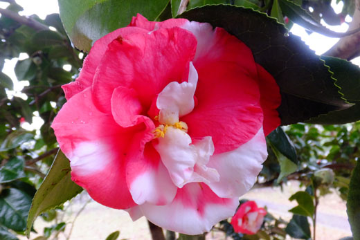 DSCF7014.jpg